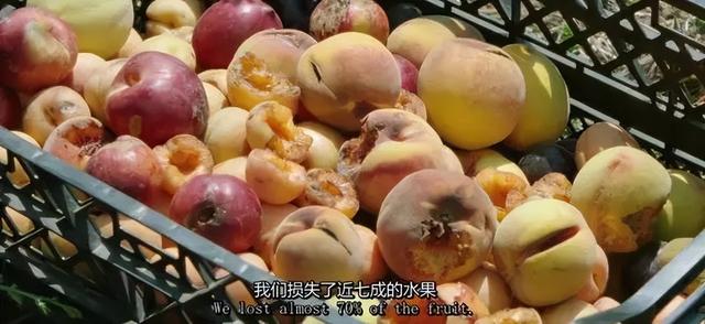 一对夫妻，为了一条狗，种出了一座森林