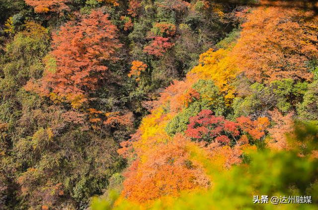 错过等一年！巴山大峡谷秋色刚开场，彩林已美成仙境！