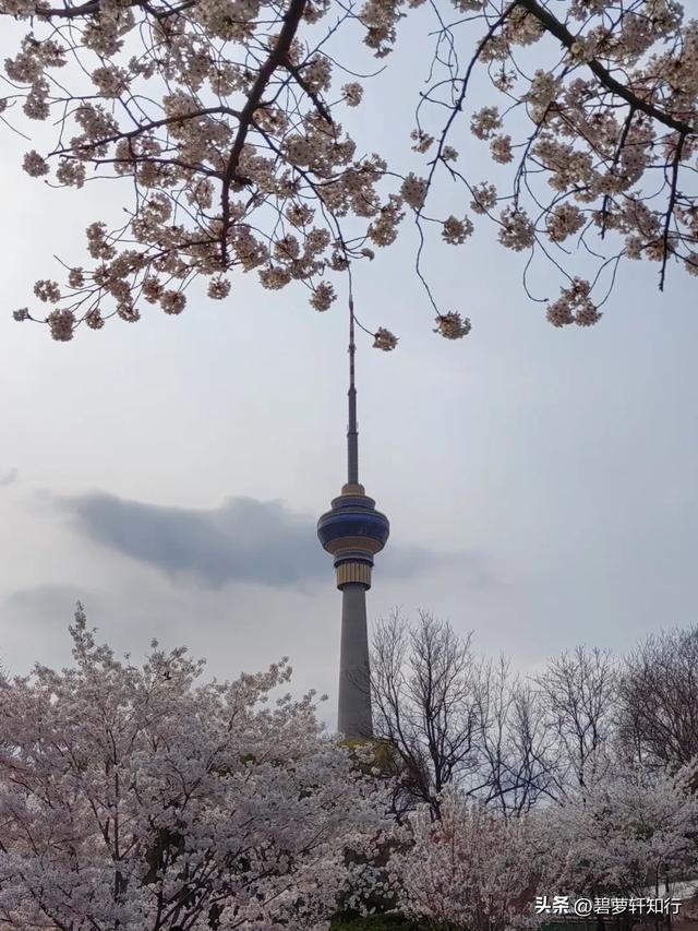 北京玉渊潭,赏樱正当时