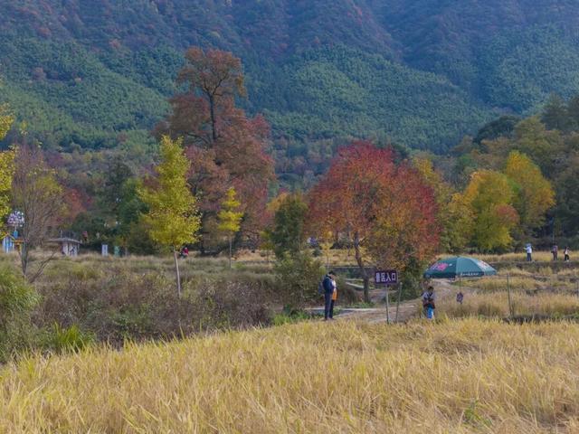 红叶如火，塔川正浓 | 皖美冬日 | 第十五届安徽国际文化旅游节
