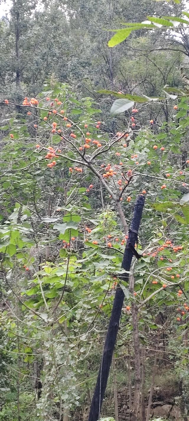 探访博山源泉郑家庄月亮门象鼻子山