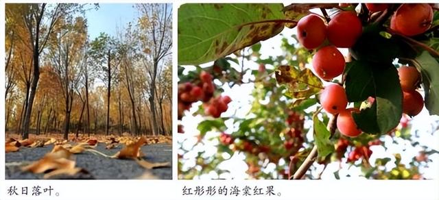 大美寿光｜漫步城市 邂逅绚烂秋景