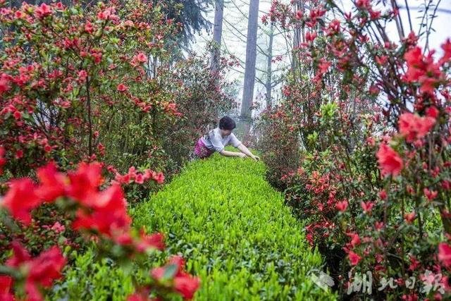 利川：龙渠古韵，茶香悠悠