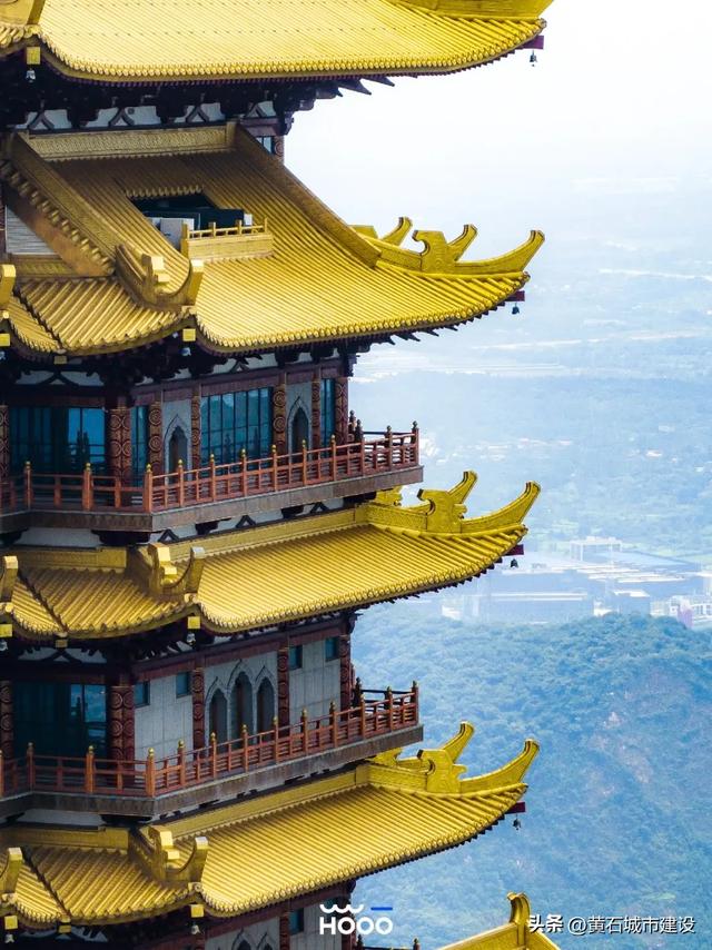 最大1600岁!黄石这几棵银杏王 你都打卡了吗?