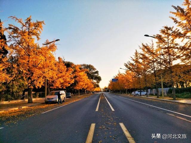 收藏！秦皇岛“银杏观赏地图”出炉，这八处胜地解锁璀璨深秋~