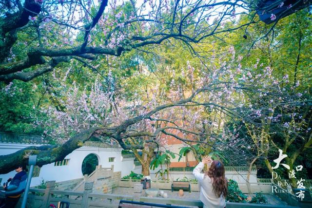 春天来了,你也该来一趟大渡口啦!