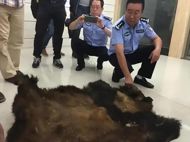 长江以南首次发现，2014年云南村民打死一只，扒皮、肢解还取胆