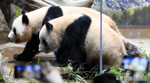 没有回旋余地	，中国下令直接收回，17万日本人泪奔，高市闯祸了！