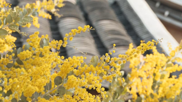 快看→西昌的满树金黄云！