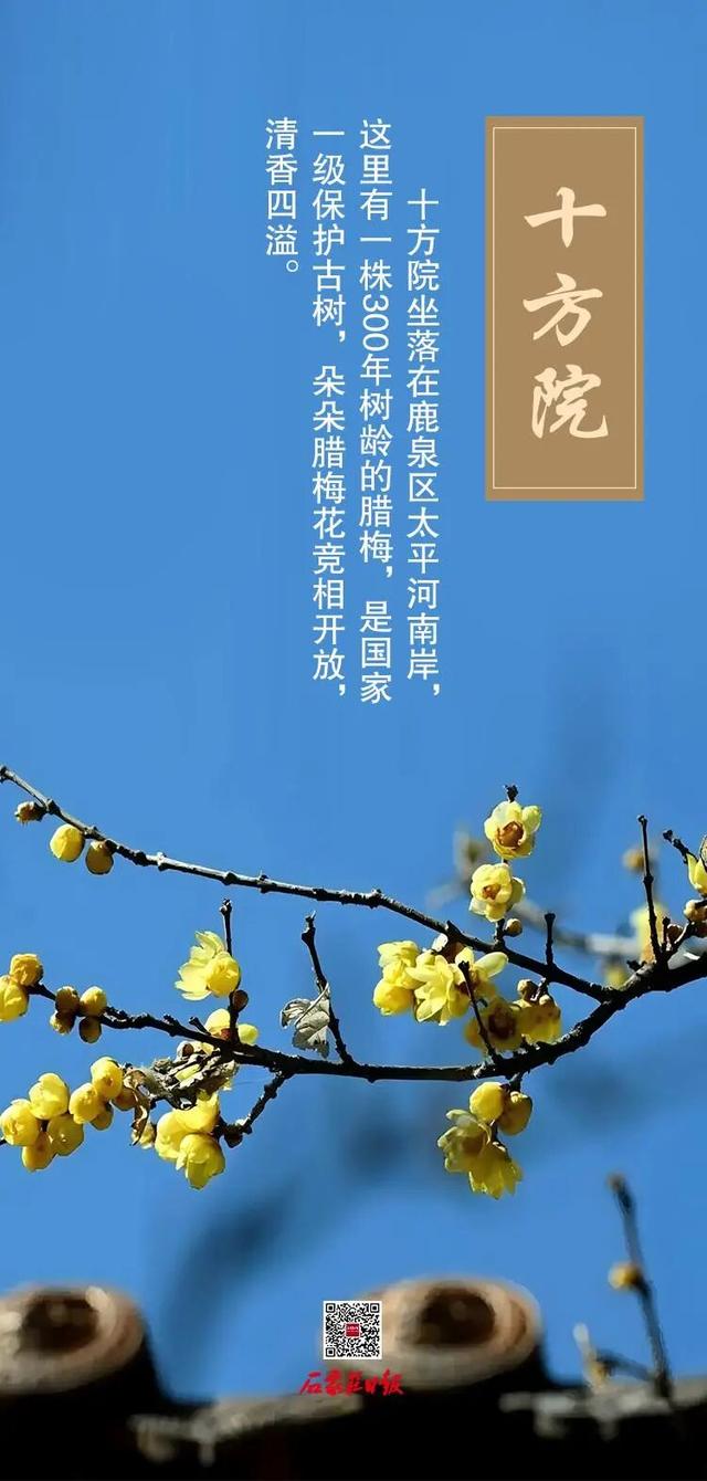 错过等一年！咱石家庄的蜡梅开啦~（附赏花点）