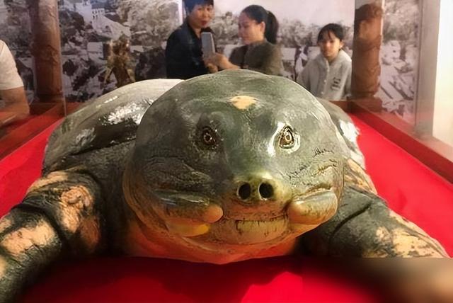 全球只剩2只了！还全都是公的，“中国神兽”该如何进行有效繁殖