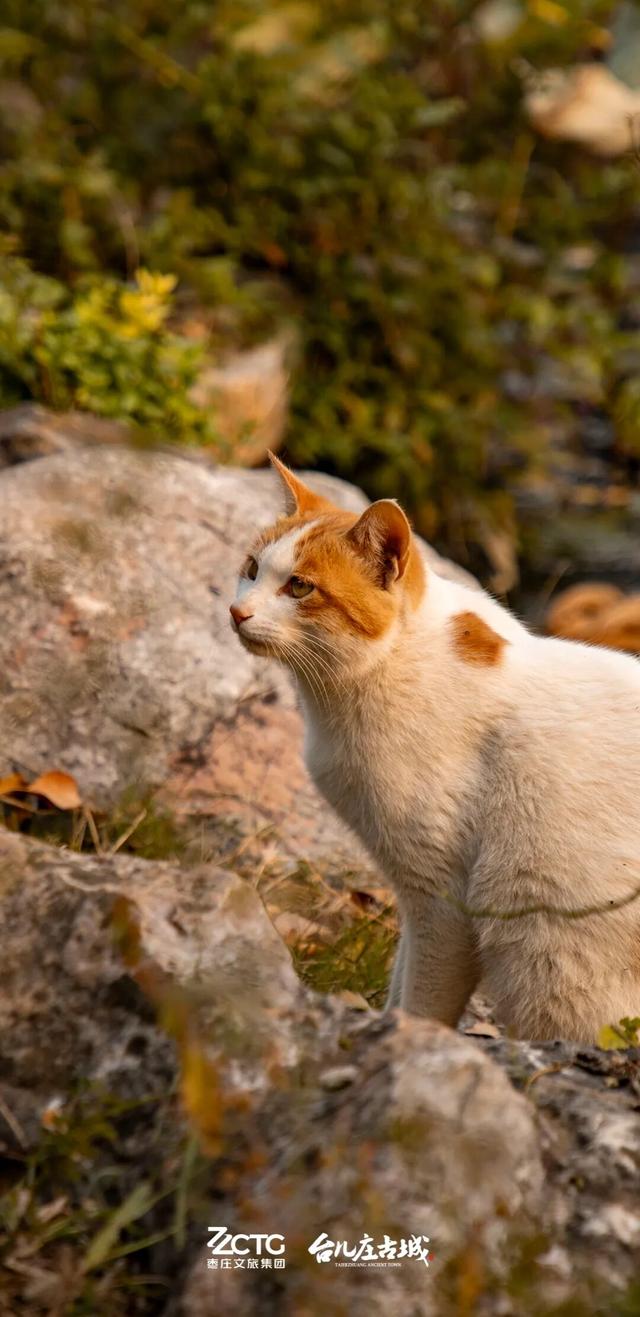 冬韵台儿庄，一键收藏古城的静谧时光