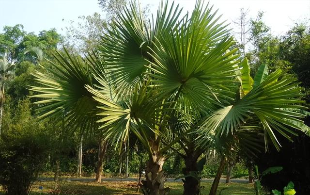 俗语“坟不栽三	，宅不栽四	”，分别指的是什么？有道理吗