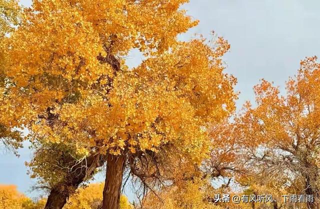 额济纳胡杨：为何枯木、遗址与烟火，反倒成了最动人的风景？