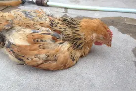 鸡拉白痢怎么治疗最好最快？鸡拉白痢最快急救方法，赶快收藏起来图片