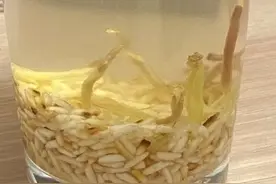 同事教我炒米姜来泡水喝，她已瘦十斤，我正在尝试，期待效果！图片
