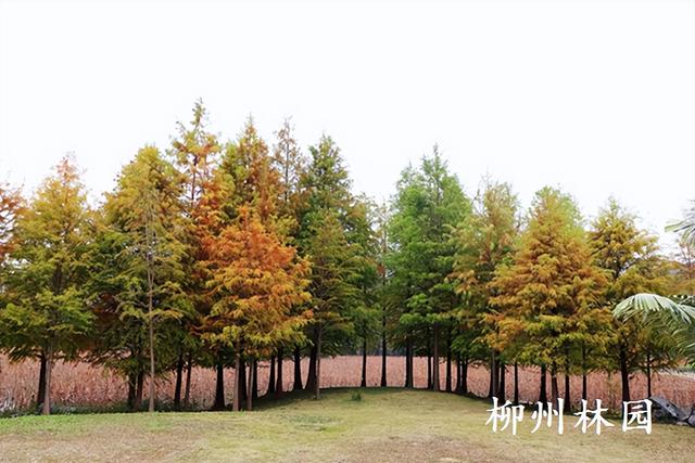 柳州市都乐公园“美拉德”水杉林邀你来打卡！