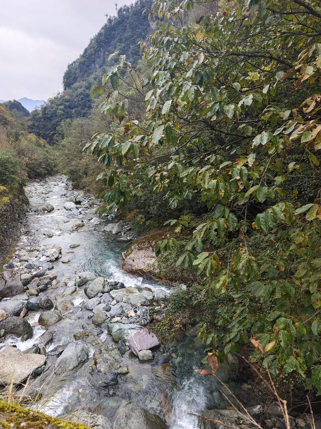 官门山遇熊猫爵爷：黑猿抱臂迎客，清溪漫谈秋日闲