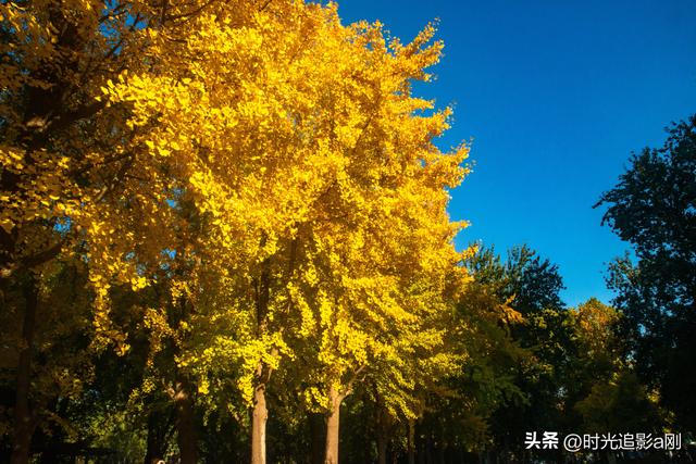 这么近那么美，银杏里的河北最美！