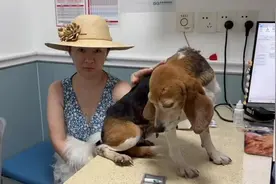 霍思燕捡到没有脾脏的实验犬，带回家当女儿养，小狗经历惹人心疼图片