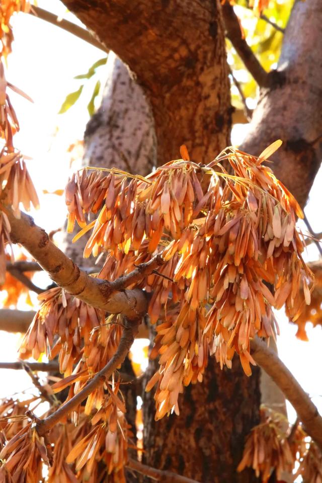 北疆文化 遇鉴赛罕 | 秋色漫卷赛罕:快将秋日打包,赶赴一场赛罕秋约!