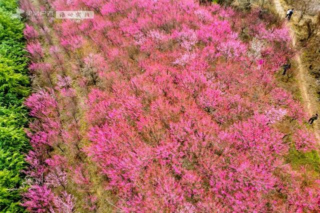 开啦!西安周边两处赏梅秘境,花开满屏VS品种多多,快去赏花走!