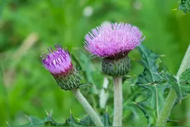 万万没想到，这些看起来不起眼的植物竟然都是中草药图片
