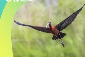 科普南阳丨国家一级重点保护野生动物彩鹮来南阳啦图片