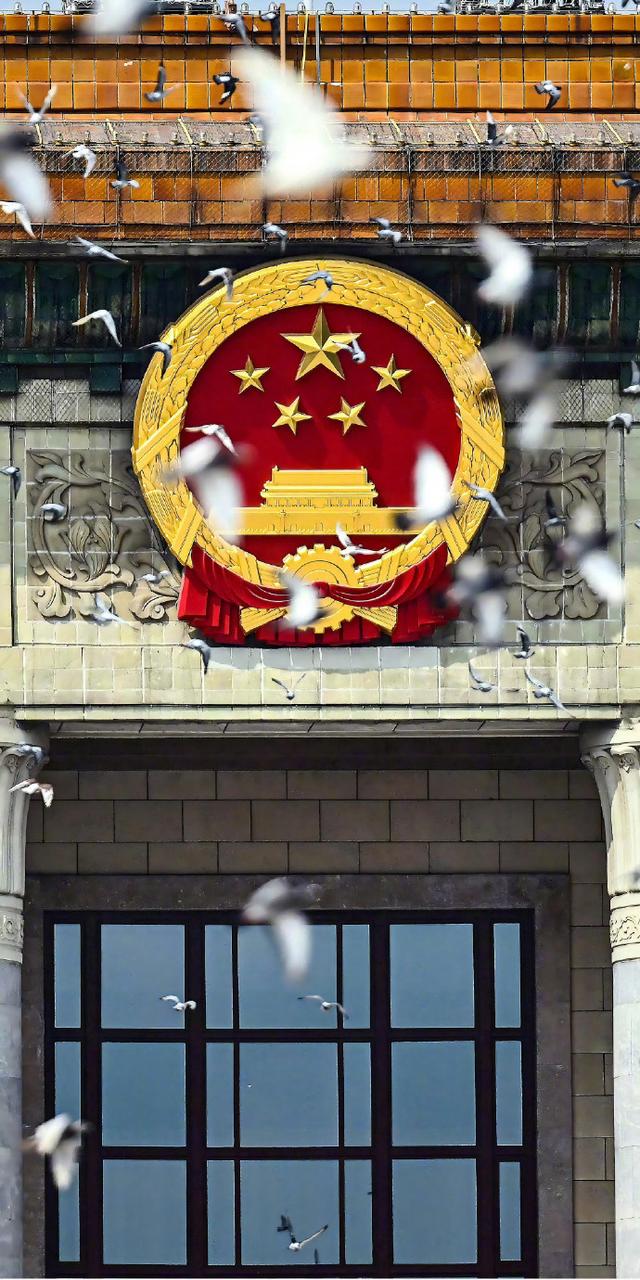 60万选8万！九三阅兵和平鸽选拔大揭秘，冠军鸽带队飞越天安门