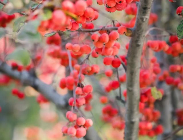 【多图预警！】这里不是5A景区，是鲁南制药！