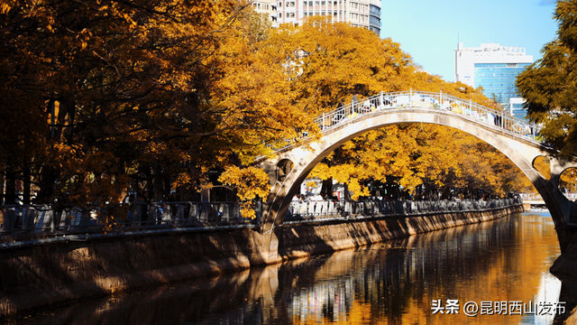 金色滇朴已上线！西山这份独属的浪漫美成昆明冬日封面