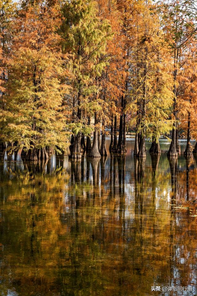 闯入佛山冬日油画！千灯湖落羽杉迎最佳观赏期，下午4点美到窒息