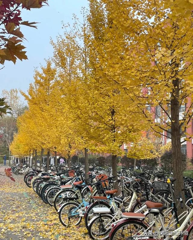 发现沈阳生态之美 | 美到窒息！沈阳赏秋地图发布