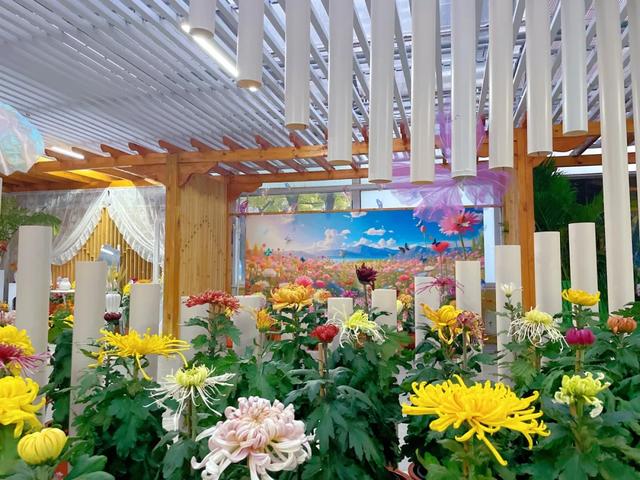 “花开北京·菊韵金秋” 2025北京菊花文化节在北海公园启幕 | 动态