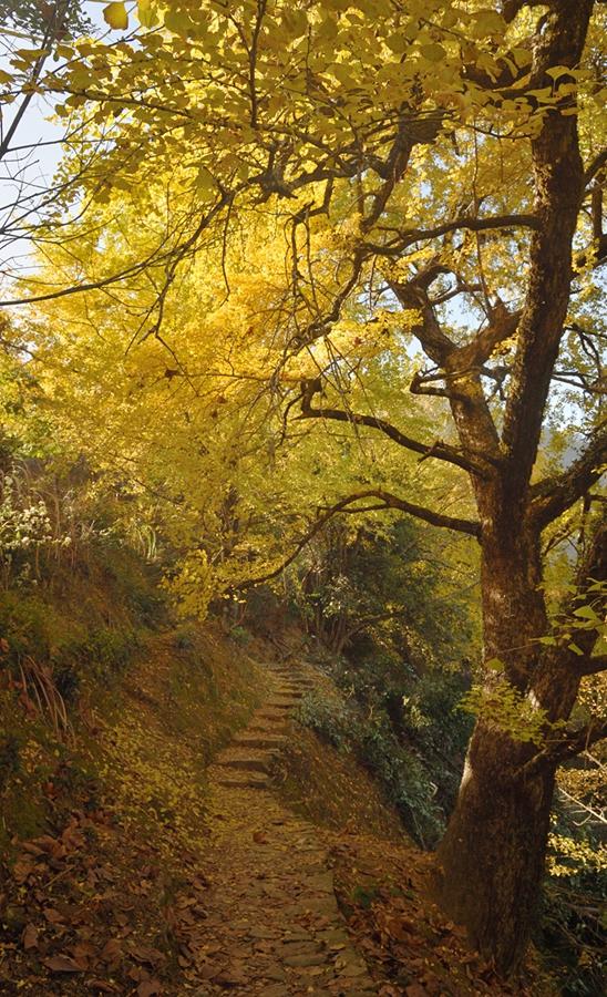 深秋，到政和大岭村看银杏黄叶去。