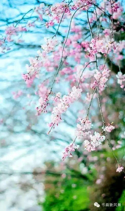 醉是春花烂漫时