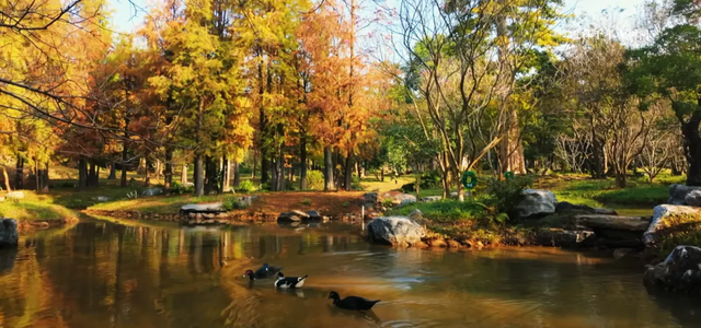 惠聚美好丨博罗的落羽杉，红了！