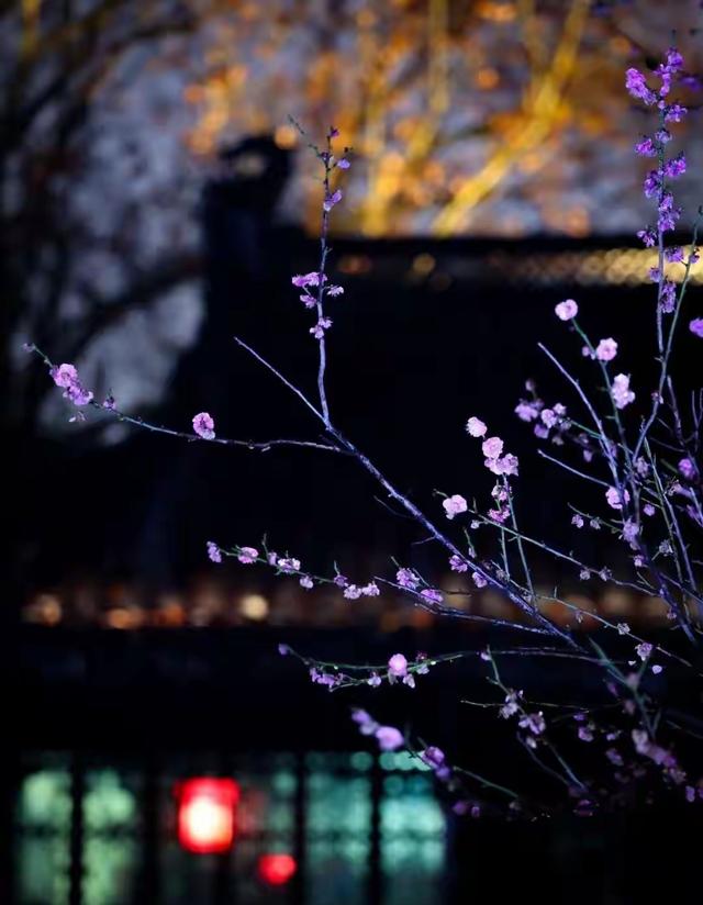 南京昨夜全城失眠？竟是被这场“犯规”的夜花美哭了！