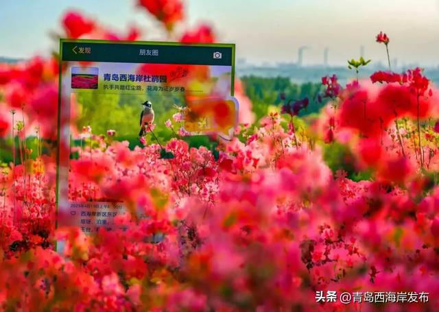 免费送票!西海岸这片杜鹃花海美到心坎上了