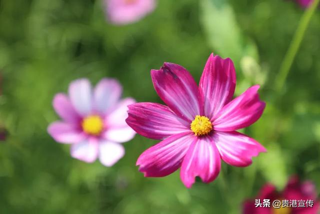 贵港这片格桑花海盛放，超出片！