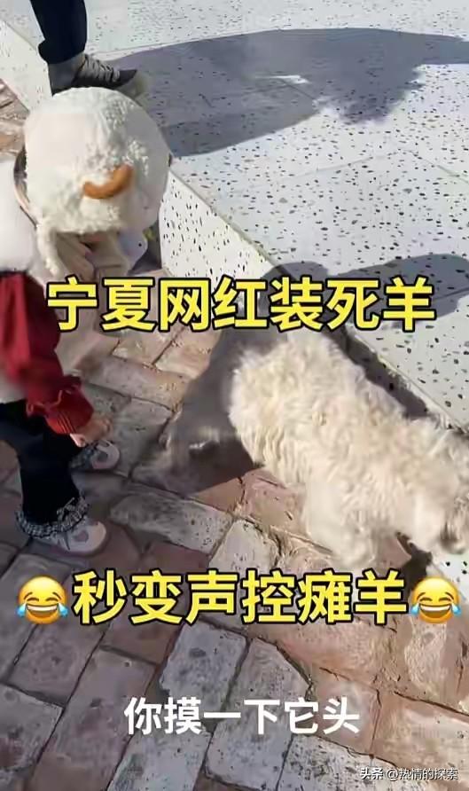 宁夏装死小羊晕倒原因揭秘，小孩衣服成关键线索，真相太可怜