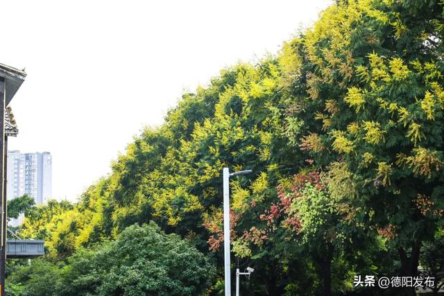 这几天,德阳这些地方超好看!你发现了吗?