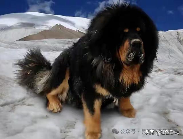 这些年贬值最多的十样东西，从上百万跌到白菜价，为啥没人要了？