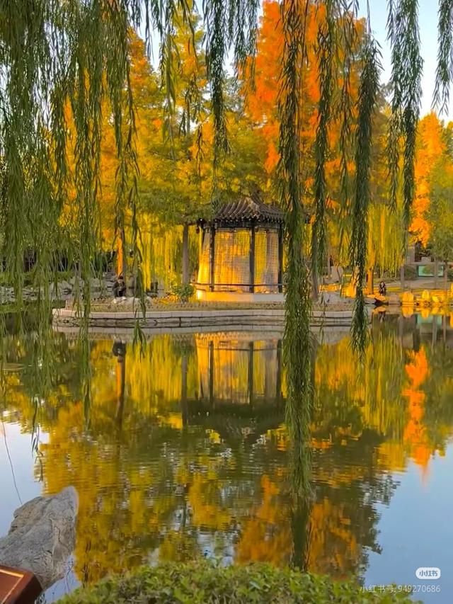 临沂市区赏秋地图出炉！红枫、银杏、落叶道…承包你的秋日朋友圈