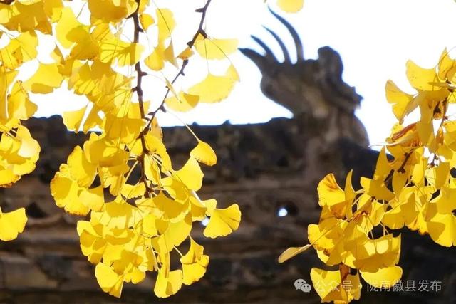 邂逅千年银杏，共赴一场时光之约