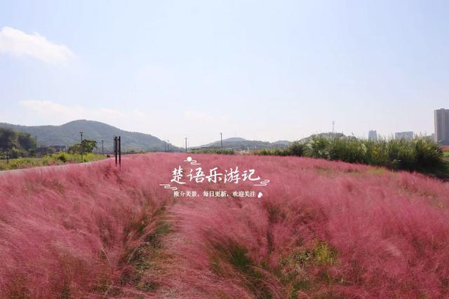 浙江宁波的港湾粉黛花海，山海风情很浓但游客不多，其实相当美丽