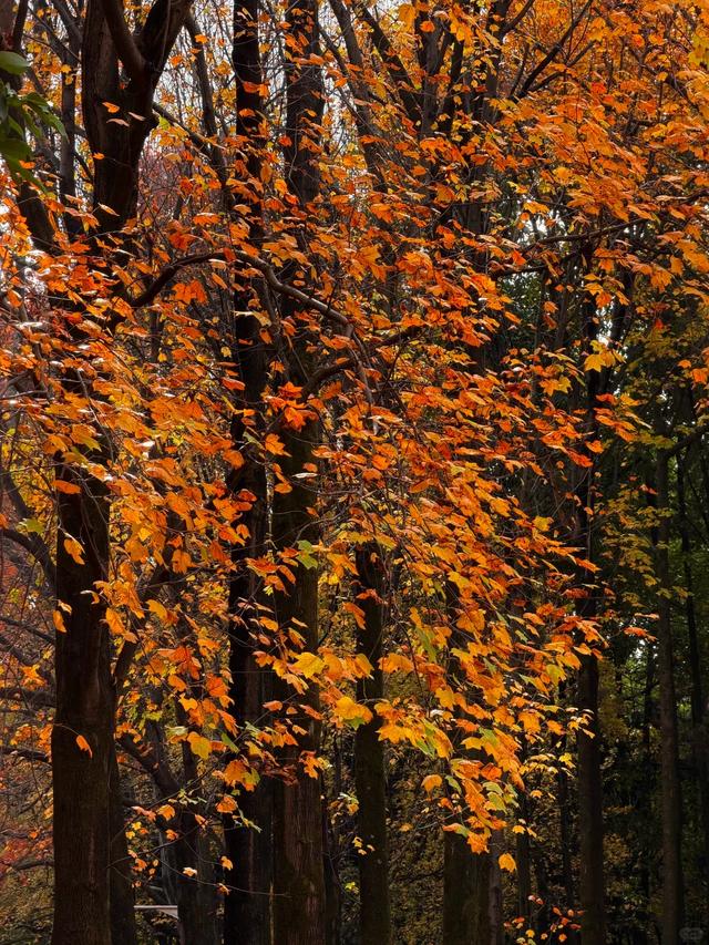 2.5万人！昆明植物园开启“人从众叕”模式，你们被枫叶刷屏了吗？