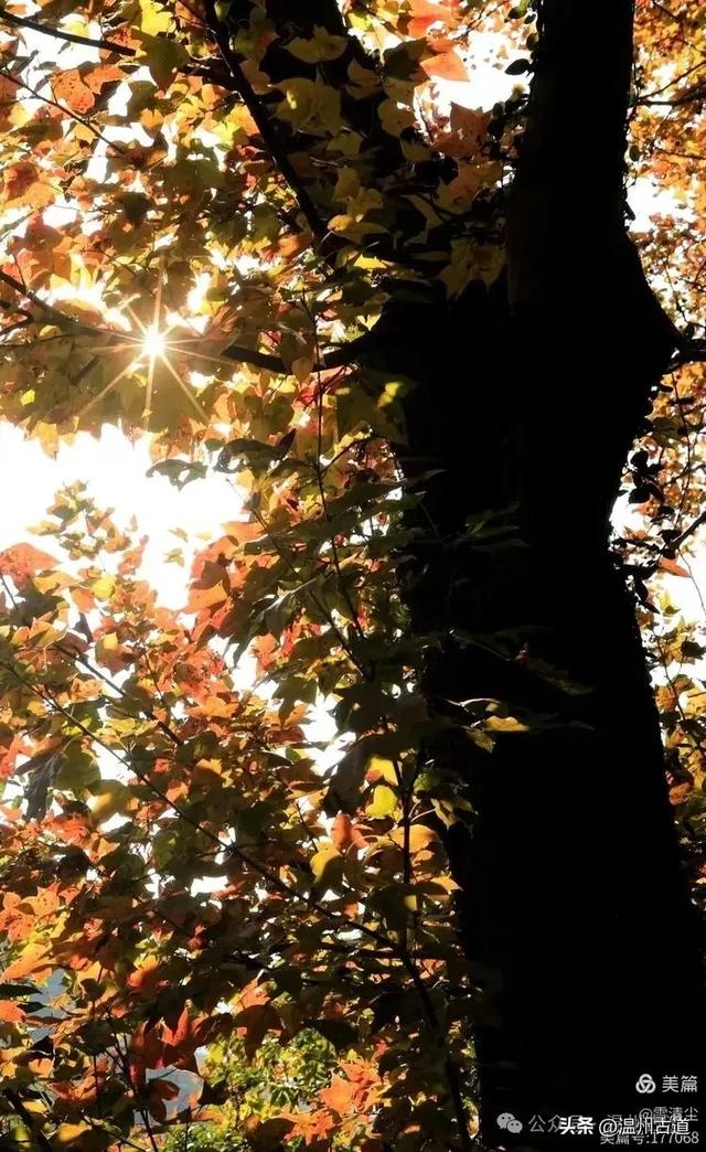 现场报道:这条离市区很近的著名红枫古道已枫情万种,徒步正当时