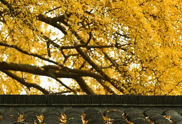 扬州冬韵 银杏鎏金