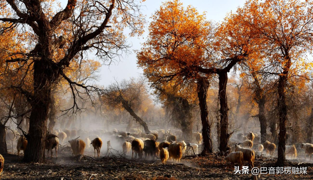 胡杨林的黄金时间来了，到巴州不只塔里木胡杨林公园，这些胡杨林，个个惊艳